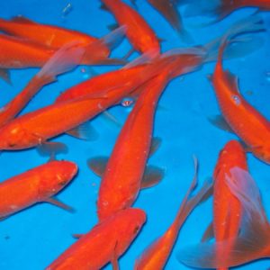 Comets Goldfish (Carassius auratus)