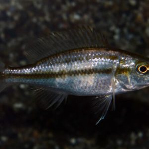 Compressiceps (Dimidichromis compressiceps)