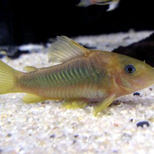 Corydoras (Corydoras agasizzi)