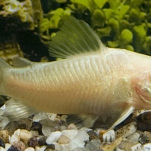 Corydoras Albino (Corydoras albino)