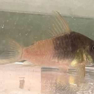 Corydoras Concolor CW217 (Corydoras concolor)