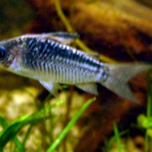 Corydoras Elegans (Colombia) – Corydoras elegans