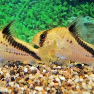 Corydoras Melini (Corydoras melini)