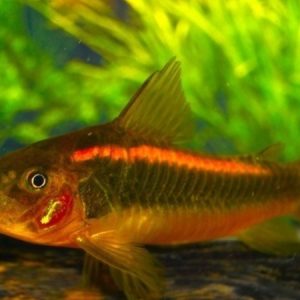 Corydoras Orange Laser (Corydoras orange CW010)