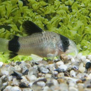 Corydoras Panda (Wild) – Corydoras panda