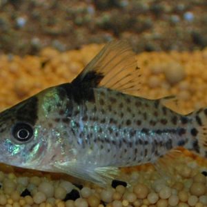 Corydoras Punctatus (Colombia) – Corydoras punctatus