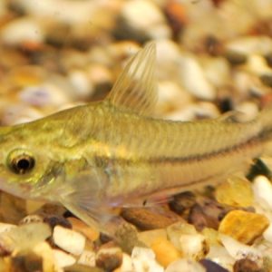 Corydoras Pygmeus (Corydoras pygmeus)