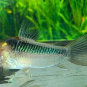 Corydoras Rabauti (Osteogaster rabauti)