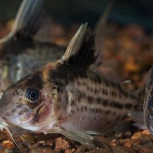 Corydoras Robustus (Corydoras robustus)