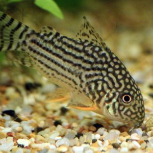 Corydoras Sterbai (Corydoras sterbai)