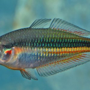 Crimson Spotted Rainbow (Melanotaenia duboulayi)
