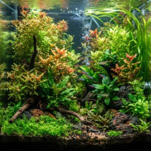 Freshwater Plants