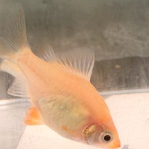 Diamond Rummynose Barb (Puntius tetrazona rummynose)