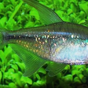 Diamond Tetra (Moenkhausia pitterie)