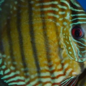 Discus Blue Uatuma (Symphysodon haraldi)