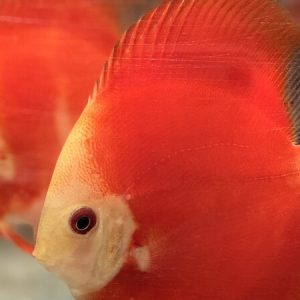 Discus Fiamma Ross