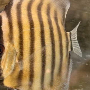Discus Green Peru (Symphysodon aequifasciatus)
