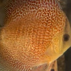 Discus Super Eruption (Symphysodon aequifasciatus)