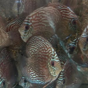 Discus Turquoise Checkerboard
