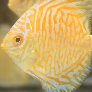 Discus White Tiger