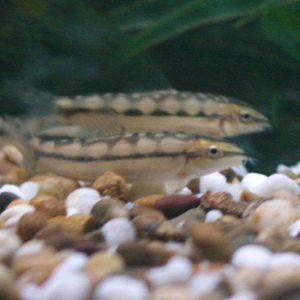 Dwarf Chain Loach (Botia sidthimunki)