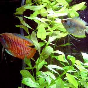 Dwarf Gourami (males)