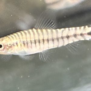 Dwarf Hovering Loach (Micronemacheilus cruciatus)