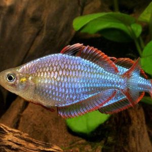 Dwarf Neon Rainbow (Melanotaenia praecox)