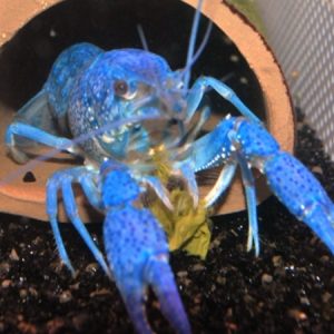Electric Blue Claw Lobster (Procambarus alleni)
