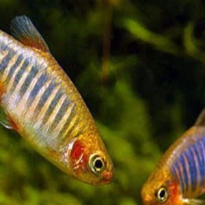 Emerald Dwarf Danio (Danio erythromicron)