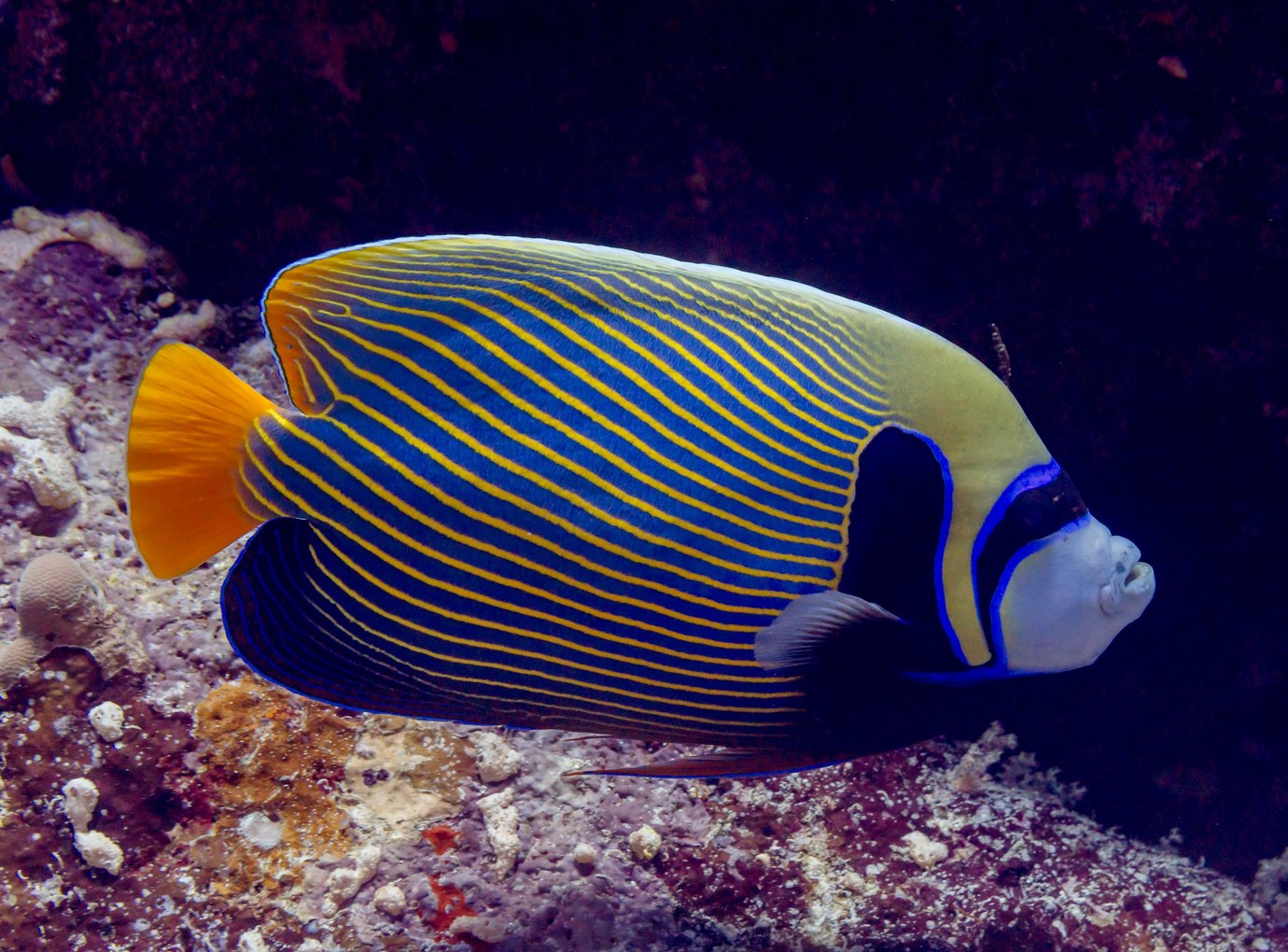 Emperor angelfish on a reef