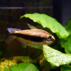 Emperor Tetra (Nematobrycon palmeri)
