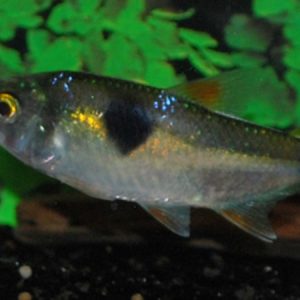 Exodon (Exodon paradoxus)