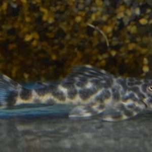 False Zebra Plecostomus L127 (Hypostomus unae L127)
