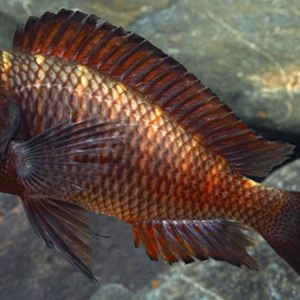 Firecracker Tropheus (Tropheus moliro)