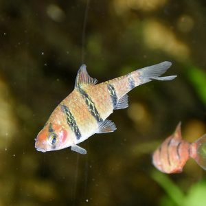 Five Banded Barb