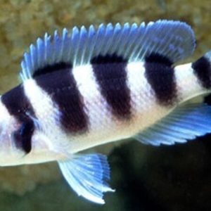 Five-Bar Cichlid (Neolamprologus tretocephalus)