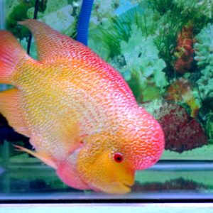 Flowerhorn Cichlid