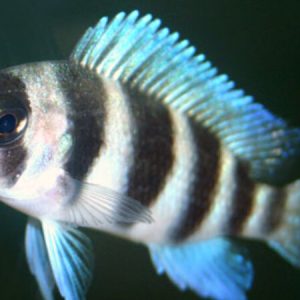 Frontosa (Cyphotilapa frontosa)
