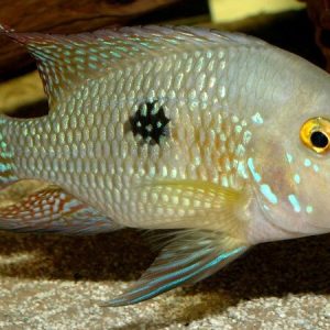 Geophagus Brasiliensis (Geophagus brasiliensis)