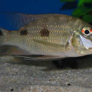 Geophagus Daemon (Colombia) – Geophagus daemon