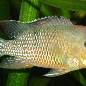 Geophagus Red Hump (Geophagus steindachnerie)
