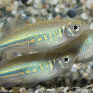 Giant Danio (Devario malabaricus)