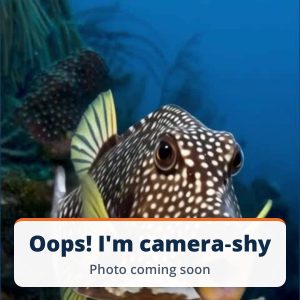 Photo coming soon