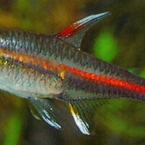 Glo-Lite Tetra (Hemigrammus erythrozonus)
