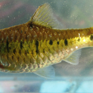 Gold Barb