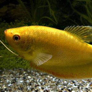Gold Gourami