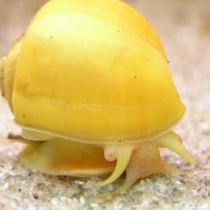 Gold Mystery Snails (Pomacea bridgesii)