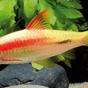 Gold Roseline Torpedo Shark (Puntius denisonii)