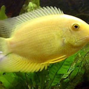 Gold Severum